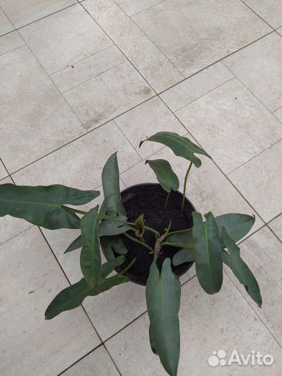 Филодендроны