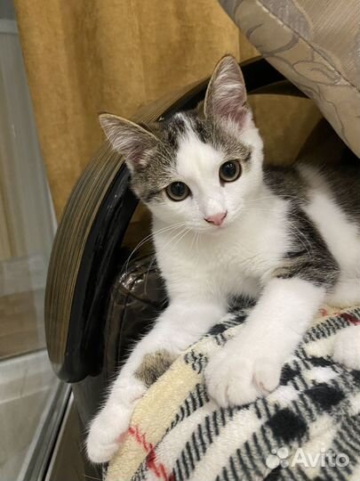 Котенок мальчик