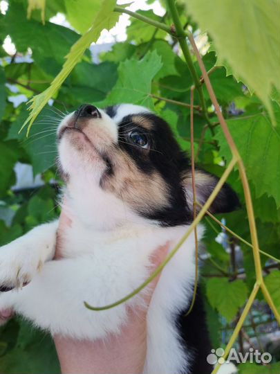 Мальчик красавчик