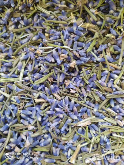 Лаванда цветы