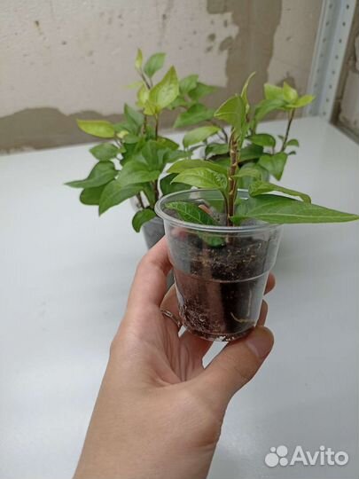 Плющ Hedera helix scutifolia