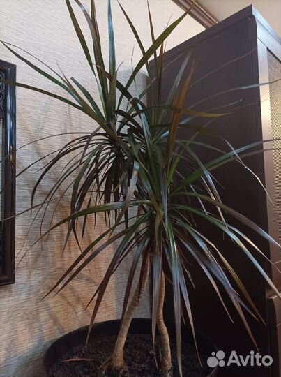 Драцена маргината