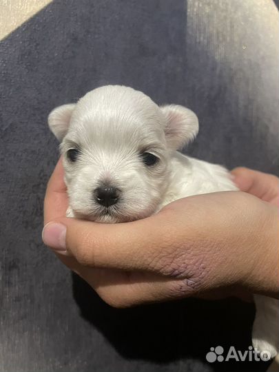 Щенки мальтезе мини