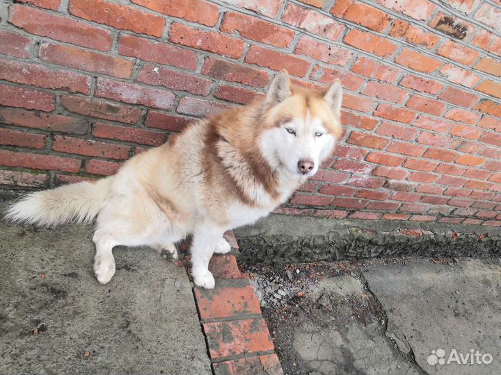 Хаски для вязки