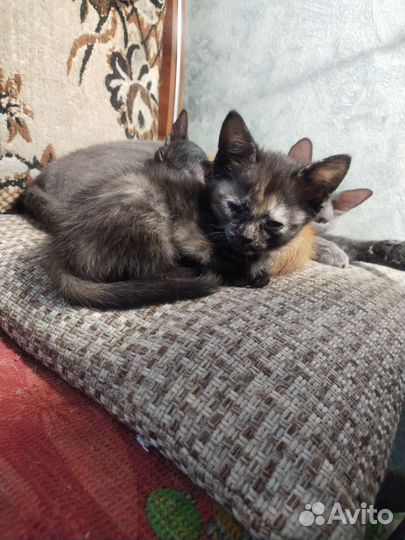 Кошки