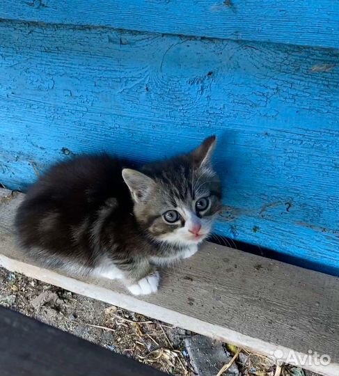 Котёнок 1,5 месяца