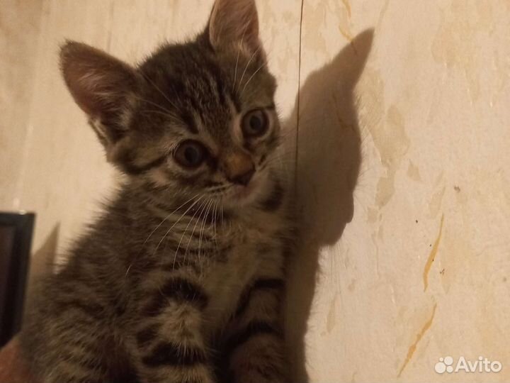 Кошка в дар