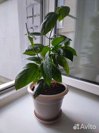 Клеродендрум