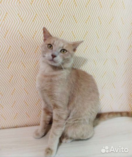 Султан мечтает о доме