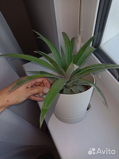 Ананас растение