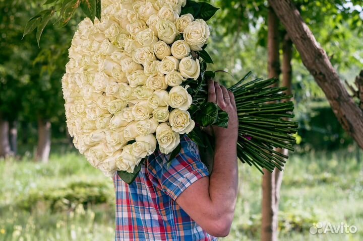 Букет 165 белых роз (60см)