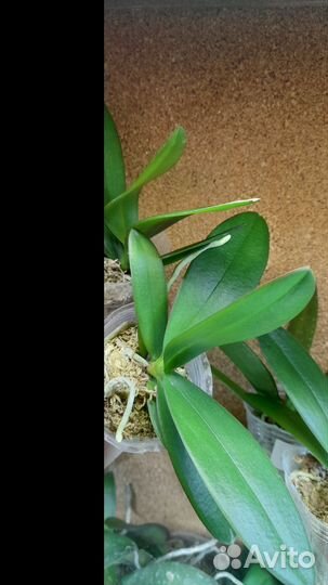 Орхидея Phal. Hatuyuki