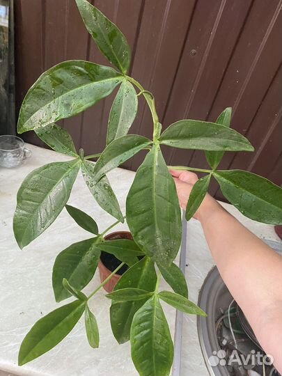 Сингониумы