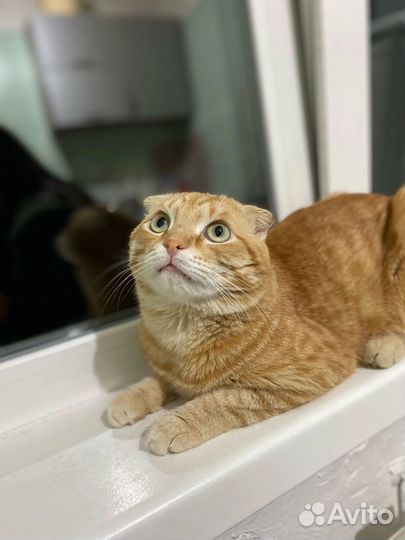 Вислоухий рыжий кот