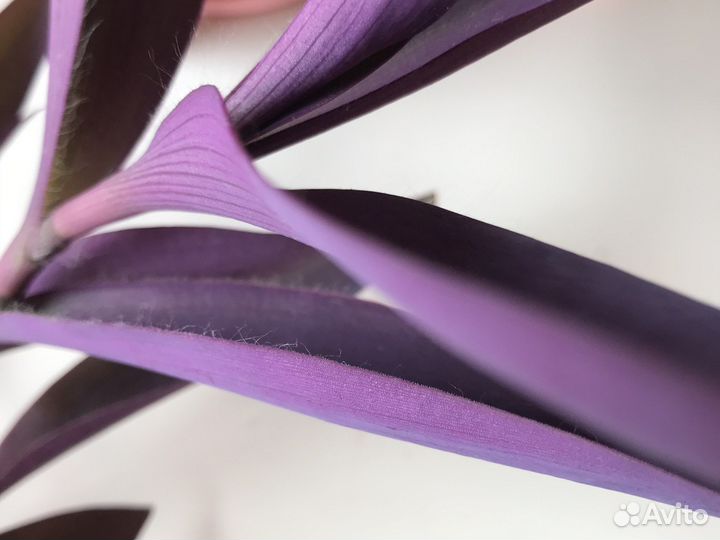 Традесканция паллида сеткреазия цветущая