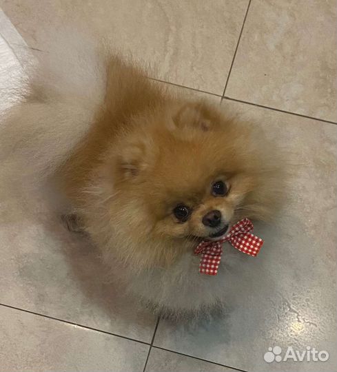 Померанский шпиц вязка кобель