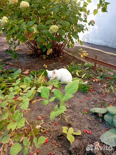 Котята в добрые руки бесплатно