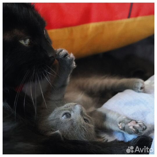 Котята (мальчик и девочка) ищут любящего хозяин