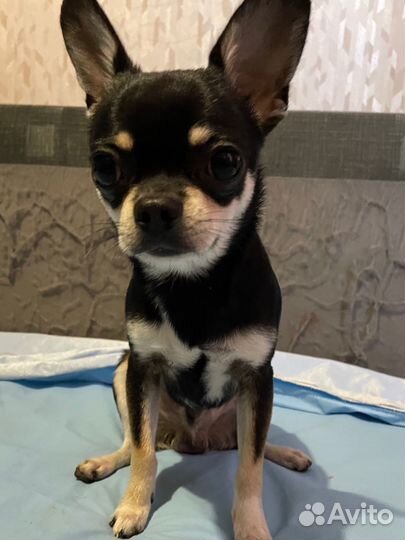 Вязка собак чихуахуа