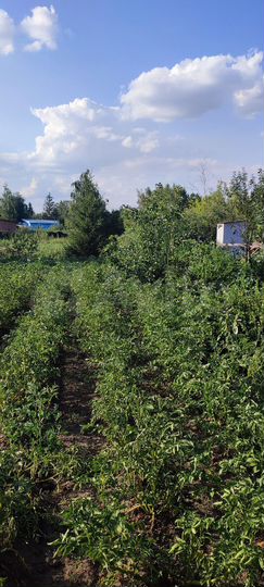 Участок 6 сот. (СНТ, ДНП)