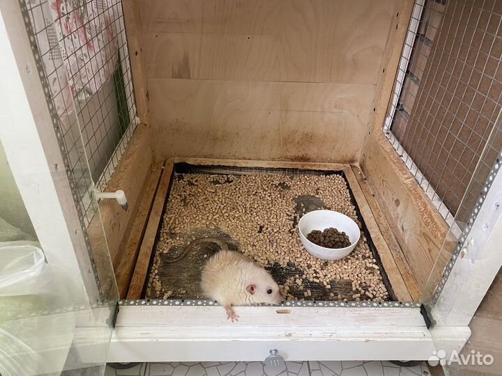 Витрина для шиншилл бу