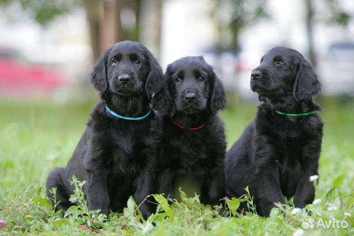 Щенки флэта