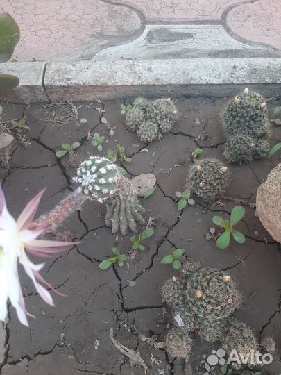 Феррокактус