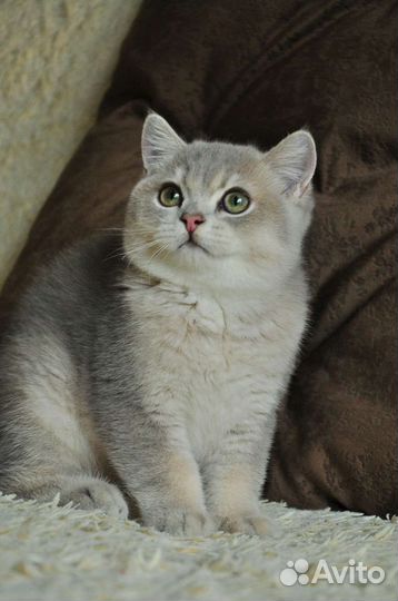 Британская золотая шиншилла