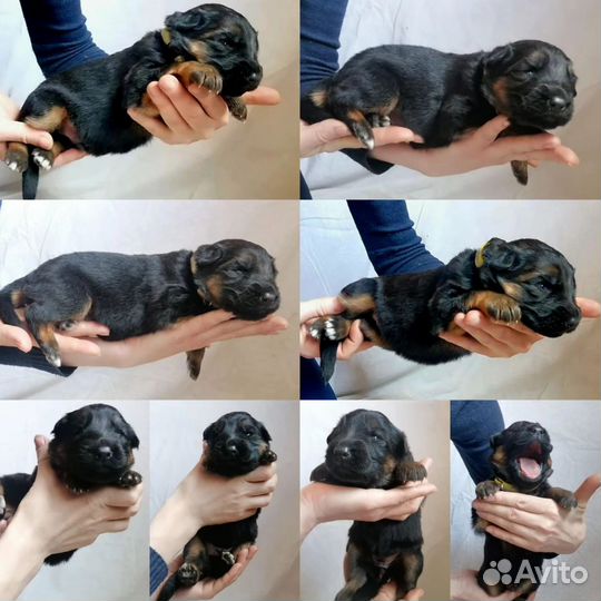 Щенки немецкой овчарки дш