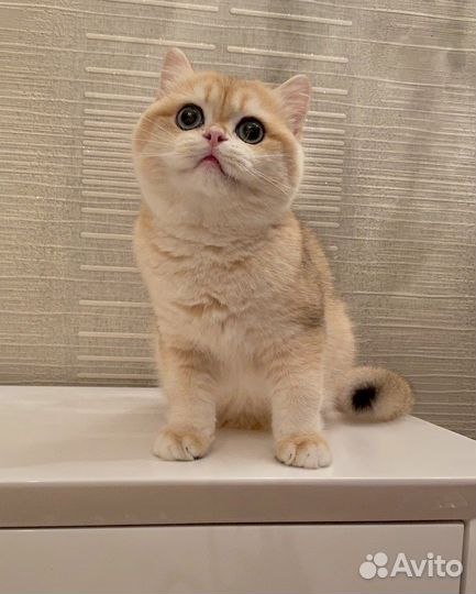 Очаровательные чистокровные британские малыши