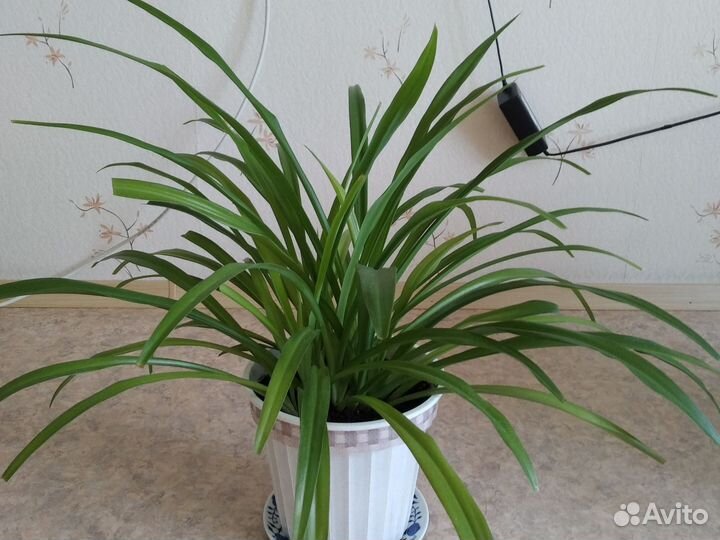 Хлорофитум с горшком,очень не прихотливый