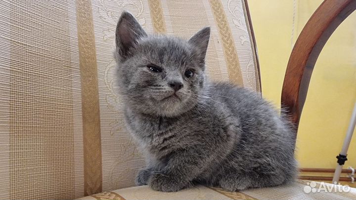 Британская кошка