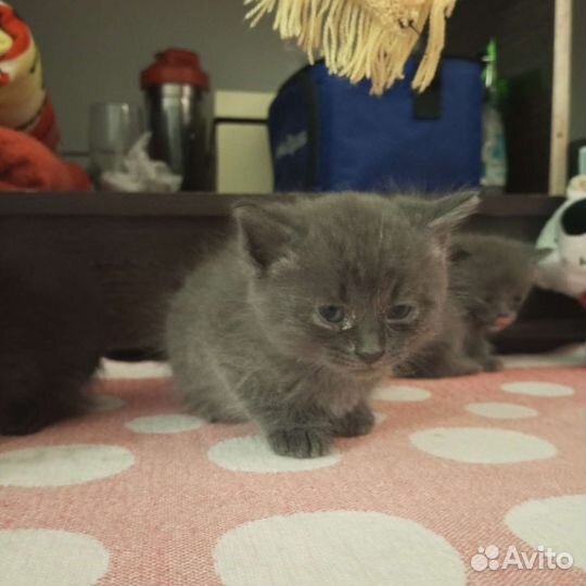 Котики бесплатно в добрые руки