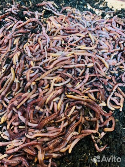 Черви для рыбалки Дендробена