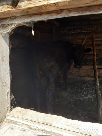 Телка, и быки