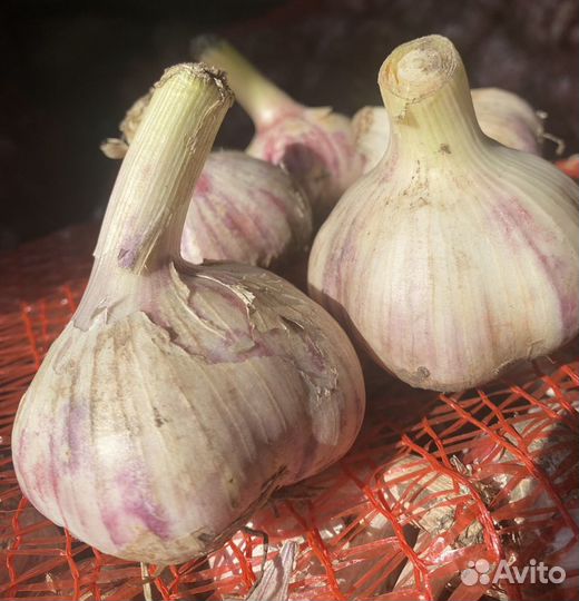 Семенной чеснок Любаша