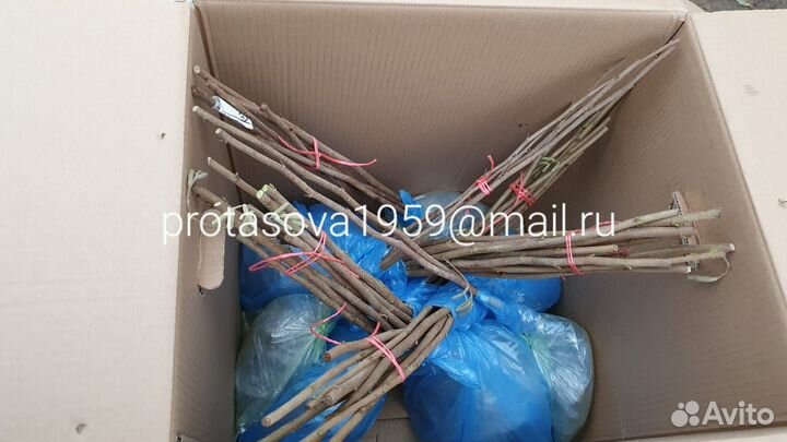 Саженцы плодовых деревьев