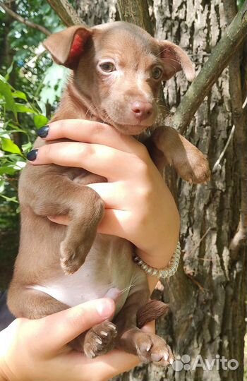 Ксолоитцкуинтли/Мексиканская голая собака