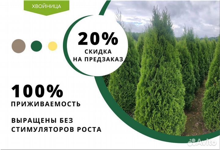 Туи для живой изгороди