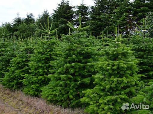 Живая новогодняя елка оптом и в розницу