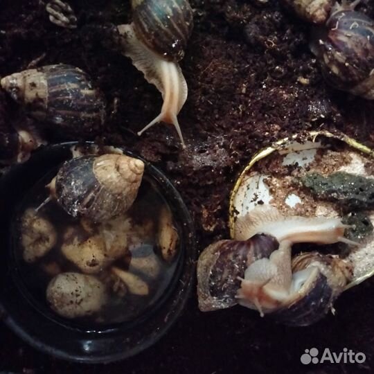 Бесплатно Улитки ахатины