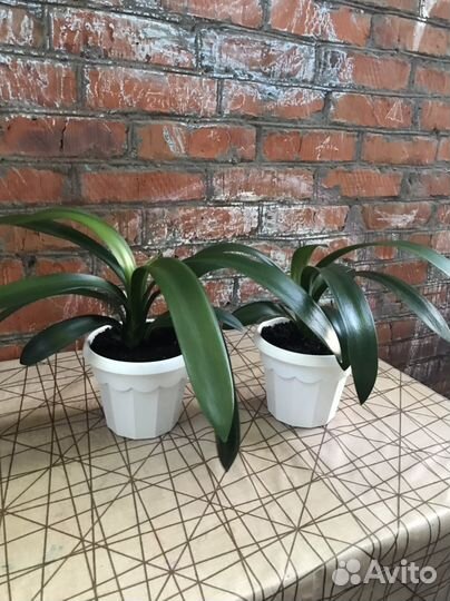 Кливия миниата