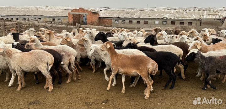 Овцы бараны