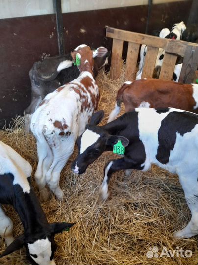 Телята доставка