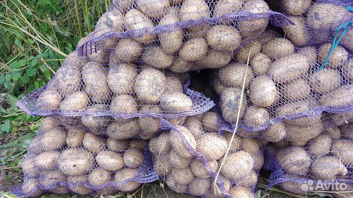 Продам картофель деревенский поздний