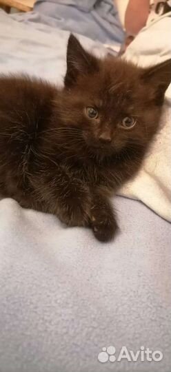 Отдам бесплатно