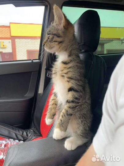 Кошка