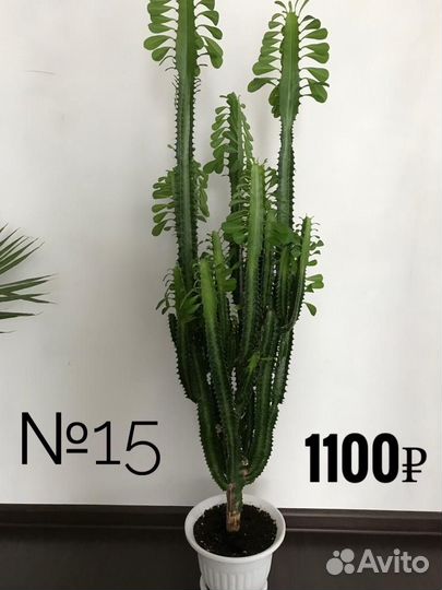 Комнатные растения