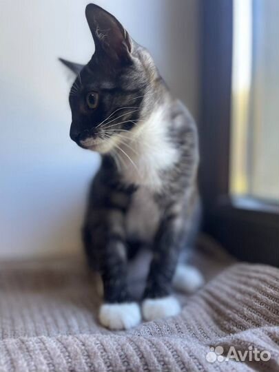 Котенок в добрые руки