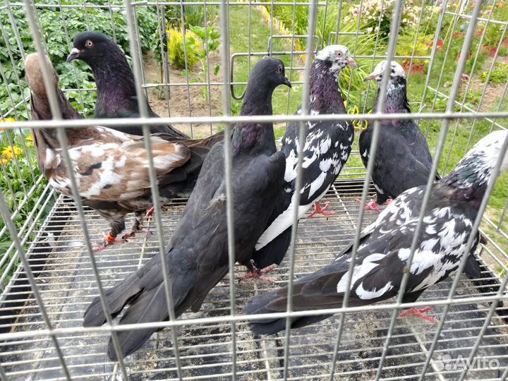 Бойные Голуби